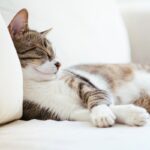 Catsitter dla kota. Jak wybrać dobrego catsittera?