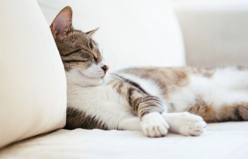 Catsitter dla kota. Jak wybrać dobrego catsittera?