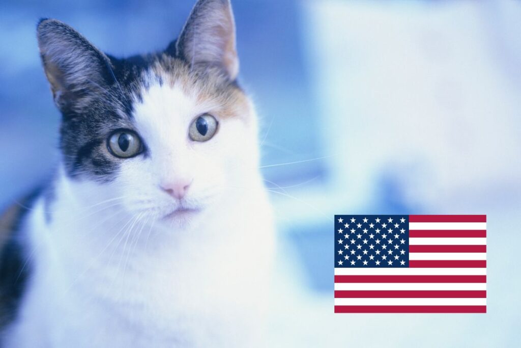 Koty w USA. Jak działa system kontroli populacji?