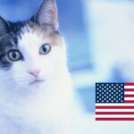 Koty w USA. Jak działa system kontroli populacji?