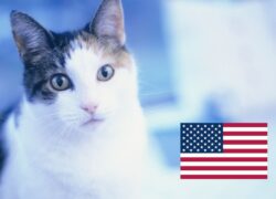 Koty w USA. Jak działa system kontroli populacji?