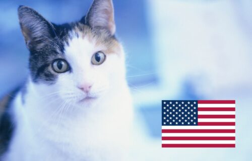 Koty w USA. Jak działa system kontroli populacji?