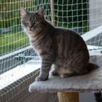 Kot w mieszkaniu. Czy naprawdę trzeba siatkować okna i balkon?