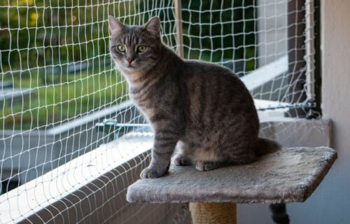 Kot w mieszkaniu. Czy naprawdę trzeba siatkować okna i balkon?