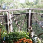 Nietypowy balkon nie oznacza, że trzeba zrezygnować z bezpieczeństwa kota