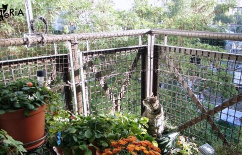 Nietypowy balkon nie oznacza, że trzeba zrezygnować z bezpieczeństwa kota