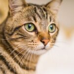 Suplementy na stres dla kota – kiedy warto rozważyć Zylkene?
