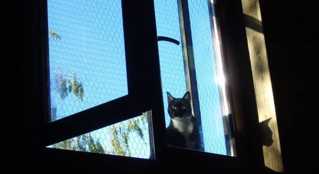 Jaka siatka dla kota na balkon? Rodzaje siatek zabezpieczających