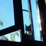 Jaka siatka dla kota na balkon? Rodzaje siatek zabezpieczających