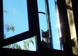 Jaka siatka dla kota na balkon? Rodzaje siatek zabezpieczających