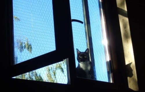 Jaka siatka dla kota na balkon? Rodzaje siatek zabezpieczających
