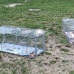 Rodzaje klatek łapek – jaką klatkę wybrać?