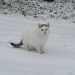 Jak pomóc kotom wolno żyjącym jesienią i zimą?
