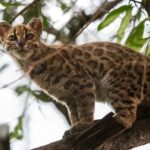Leopardus tilcayo to nowy gatunek kota