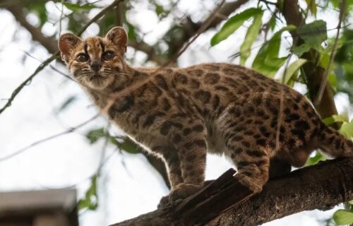 Leopardus tilcayo to nowy gatunek kota