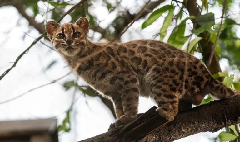 Leopardus tilcayo to nowy gatunek kota
