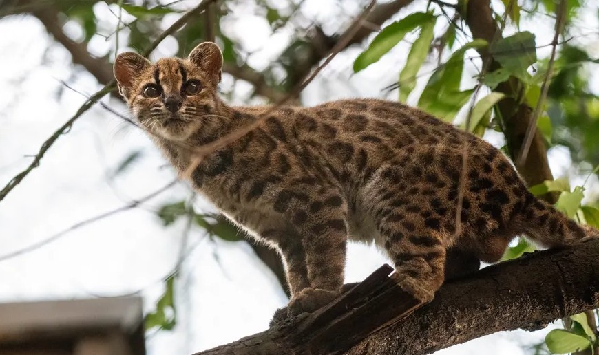 Leopardus tilcayo to nowy gatunek kota