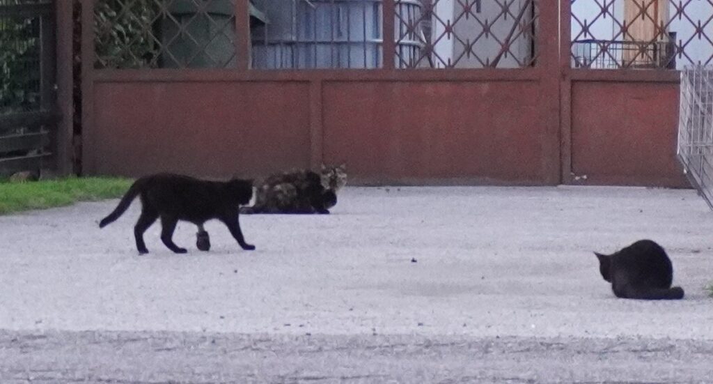 Kastracja kotów wolno żyjących