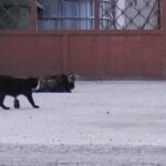 Kastracja kotów wolno żyjących