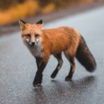 Wścieklizna jest jedną z najgroźniejszych chorób odzwierzęcych