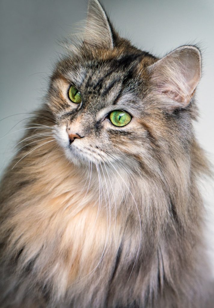 maincoon2 focus photography of long-fur brown cat